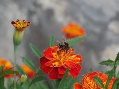 Amegilla quadrifasciata maderae