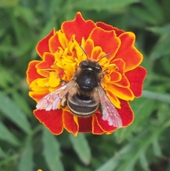 Amegilla quadrifasciata maderae