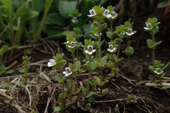 Euphrasia minima