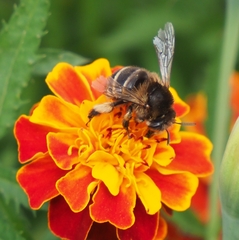 Amegilla quadrifasciata maderae