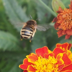 Amegilla quadrifasciata maderae