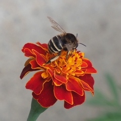 Amegilla quadrifasciata maderae
