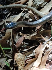 Cryptophis nigrescens