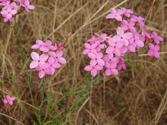 Kohautia grandiflora image