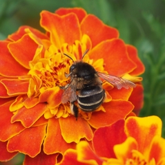 Amegilla quadrifasciata maderae