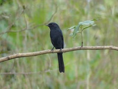 Melaenornis edolioides