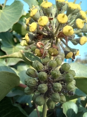 Formica cinerea