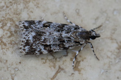 Scoparia chiasta
