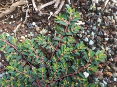 Euphorbia maculata