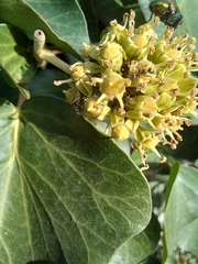 Formica cinerea