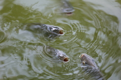 Oreochromis niloticus
