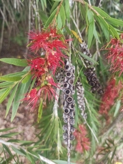 Melaleuca viminalis