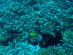 Forcipiger flavissimus