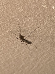 Aedes notoscriptus