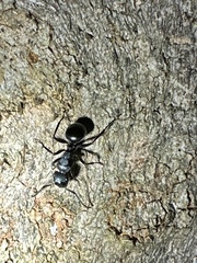 Polyrhachis phryne