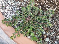 Euphorbia maculata
