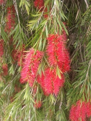 Melaleuca viminalis