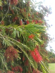 Melaleuca viminalis