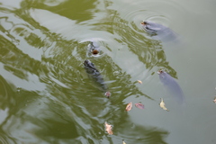 Oreochromis niloticus