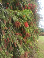 Melaleuca viminalis