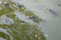 Oreochromis niloticus