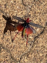 Phymateus morbillosus