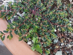 Euphorbia maculata