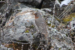 Turdus ruficollis
