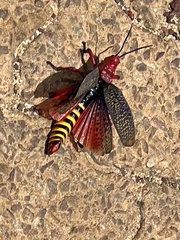 Phymateus morbillosus