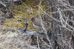 Turdus ruficollis