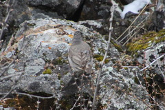 Turdus ruficollis