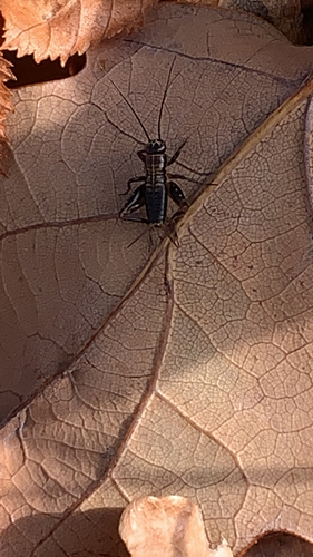 Photo of Wood Cricket (Nemobius sylvestris)