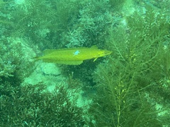 Heterostichus rostratus