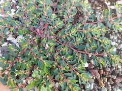 Euphorbia maculata
