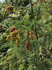 Cryptomeria