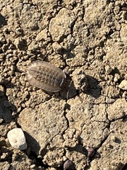 Australiodillo bifrons