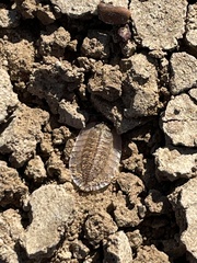 Australiodillo bifrons