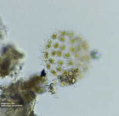 Hydrodictyaceae