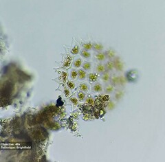 Hydrodictyaceae