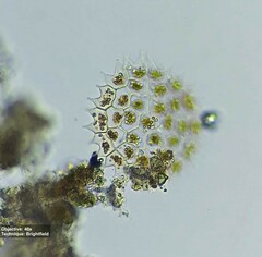 Hydrodictyaceae