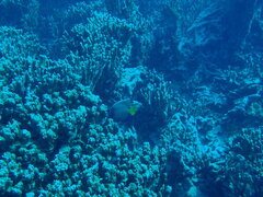 Pomacanthus imperator