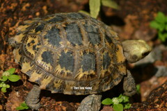 Indotestudo elongata