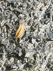 Eumalacostraca