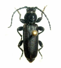 Tetropium castaneum