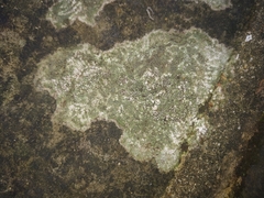 Lecanoromycetes