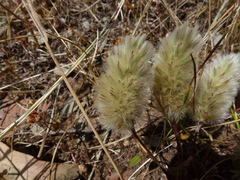 Ptilotus spathulatus
