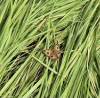 Junonia almana almana