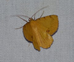 Erastria decrepitaria