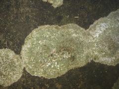 Lecanoromycetes