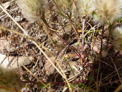Ptilotus spathulatus